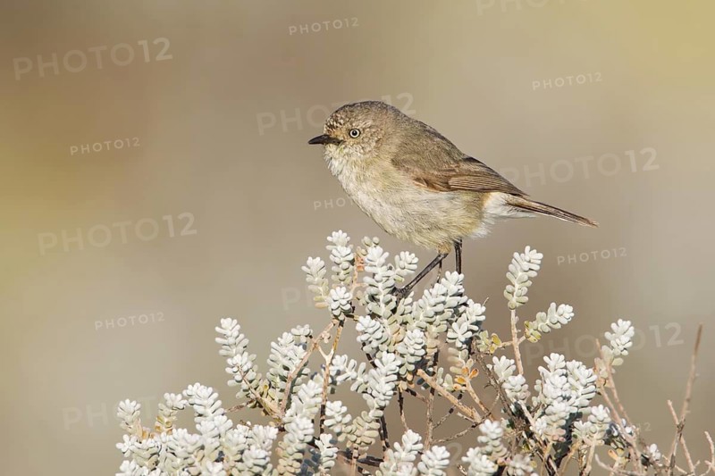 Slender-billed Thornbill (Acanthiza iredalei), Australia