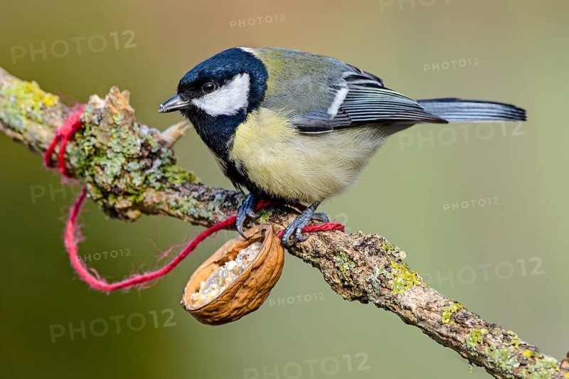 Great tit (Parus major) with fat food in a walnut, Germany