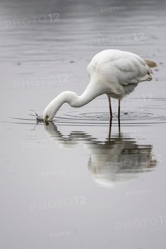 Great White Egret (Ardea alba), Emsland, Lower Saxony, Germany