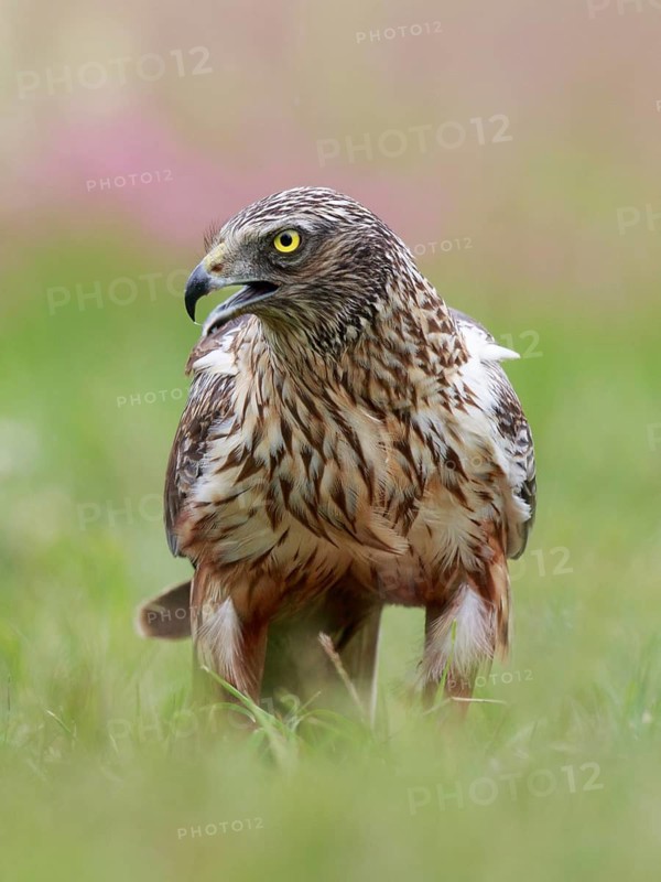 Western Marsh Harrier (Circus aeruginosus) male on grassland, Poland