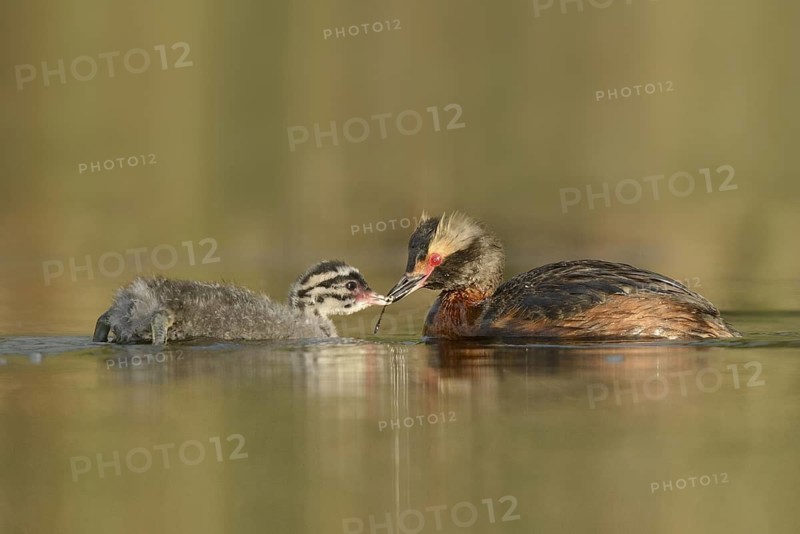 Horned Grebe (Podiceps auritus) with chick, British Columbia, Canada