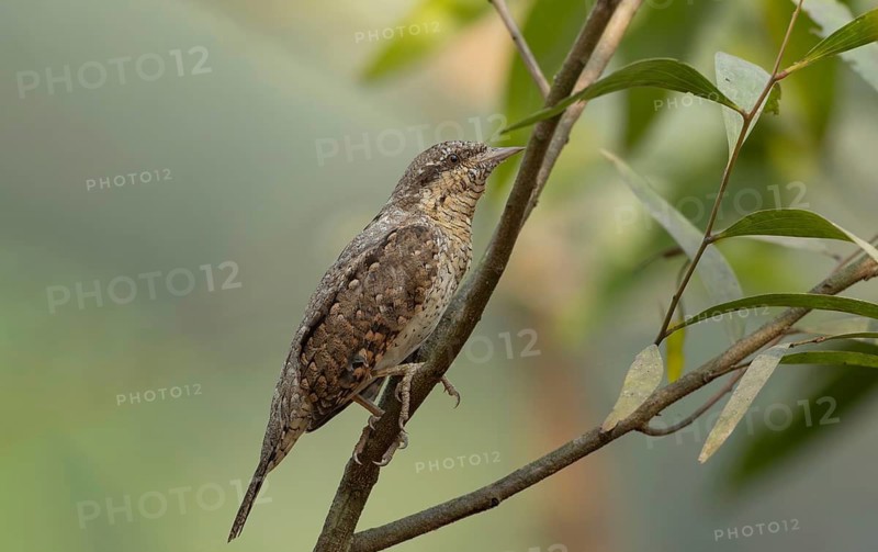 Eurasian wryneck or northern wryneck (Jynx torquilla) on a tree branch, Sreepur, Gazipur, Bangladesh