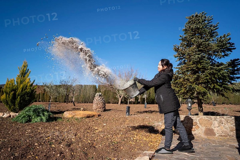 Side view of an Asian woman in a winter jacket is captured tossing a bucket of snow in a beautifully landscaped garden. Trees and clear blue skies enhance the serene scene. The subject is looking away from the camera, engaged in the action