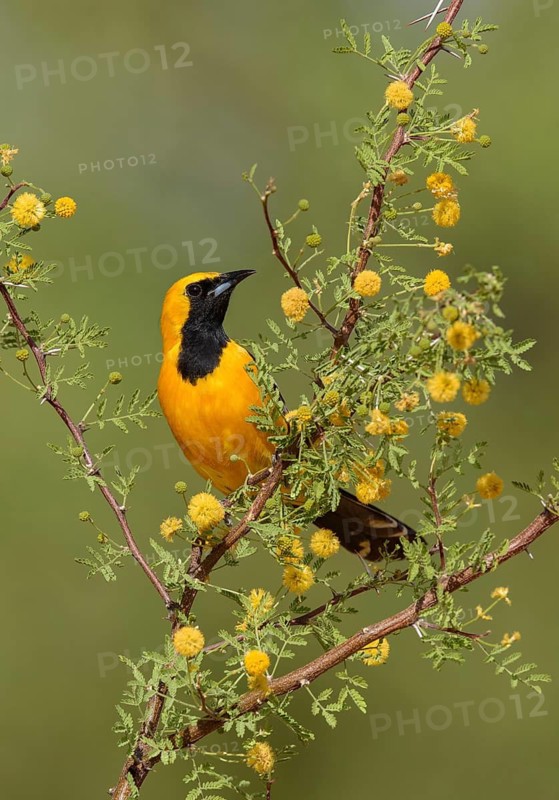 Hooded Oriole (Icterus cucullatus) male perched on a flowering branch, Arizona, USA