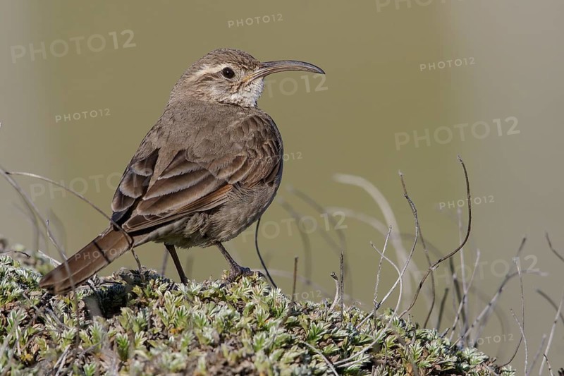 Scale-throated Earthcreeper (Upucerthia dumetaria) perched on the ground in Chile
