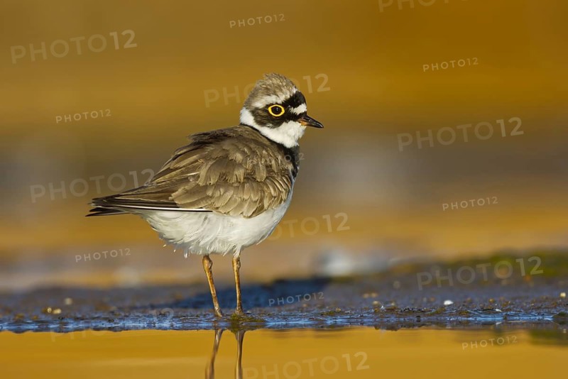 Little Ringed Plover (Charadrius dubius) female, North Rhine-Westphalia, Germany