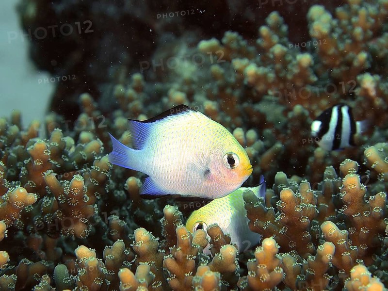 Red Sea damselfish (Dascyllus marginatus)