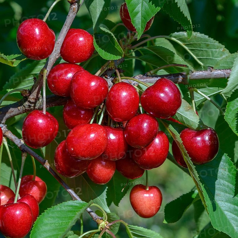 Sweet cherry (Prunus avium 'Sumste'),  Germany