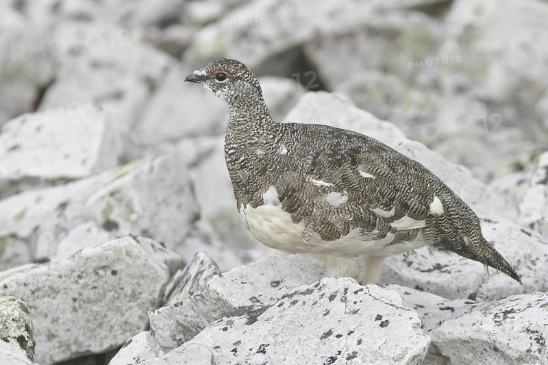 Rock Ptarmigan (Lagopus muta), Newfoundland, Canada