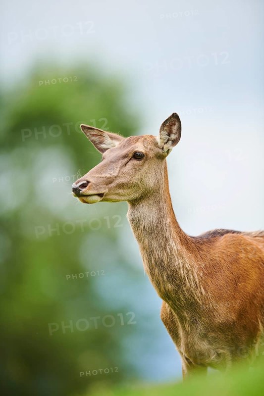 Red deer (Cervus elaphus) hind, portrait, tirol, Kitzbühel, Wildpark Aurach, Austria