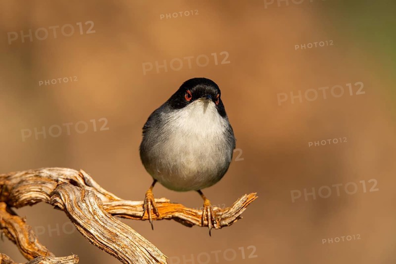An exquisite Sardinian Warbler, Sylvia melanocephala, elegantly perches on a gnarled branch, showcasing its distinctive grey and white plumage against a blurred golden background