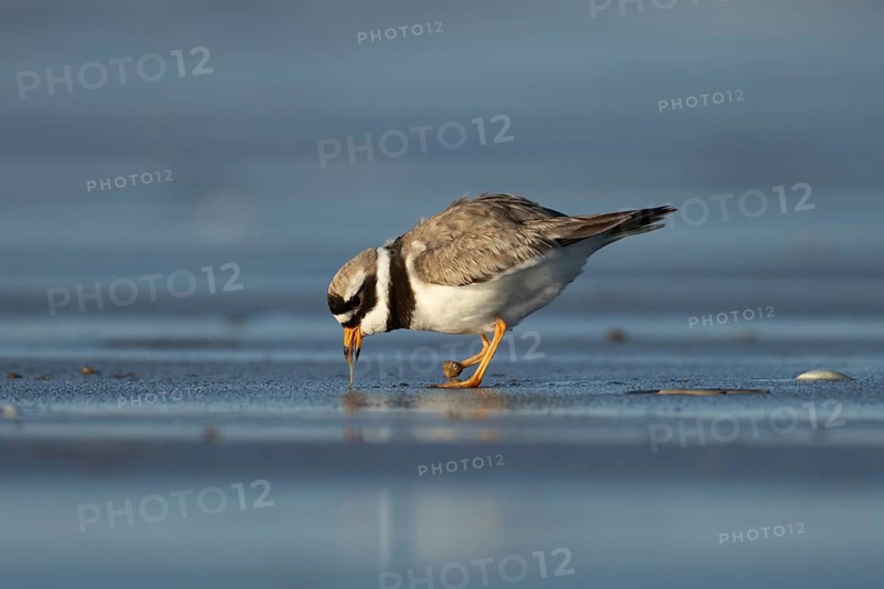 Ringed plover (Charadrius hiaticula) adult wading bird pulling a worm from a beach, Norfolk, England, United Kingdom