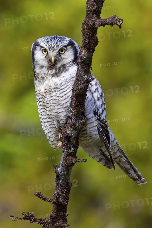 Barred owl, (Surnia ulula), animals, birds, owl family, owl, perch, biotope, habitat, Varanger Bird Park, Finnmark, Norway
