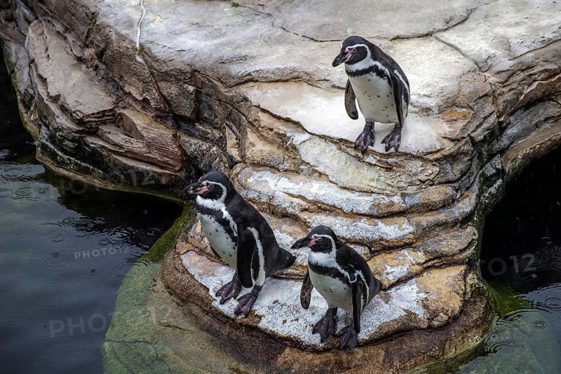 Humboldt penguin (Spenuiscus humboldti), penguin enclosure, Ozeaneum, Natukundemuseum, Stralsund, Mecklenburg-Vorpommern, Germany