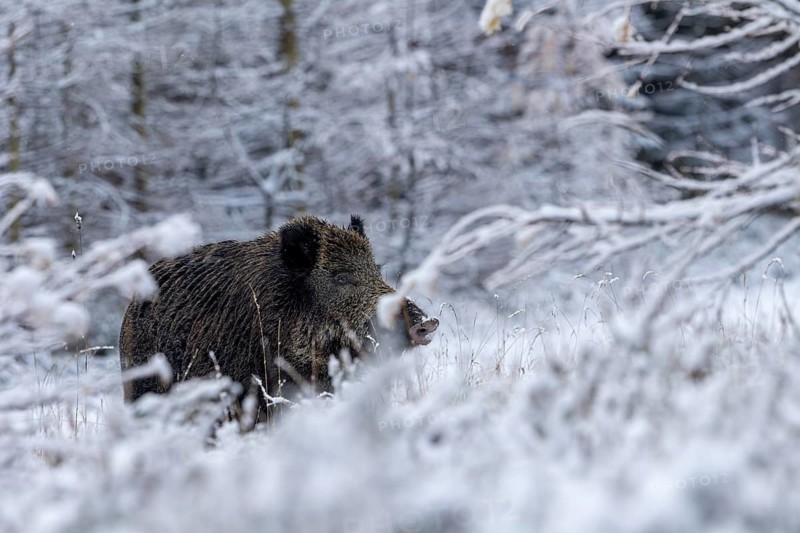 With its nose in the wind, the wild boar (Sus scrofa) tries to pick up the scent, its sense of smell helps it in its search for prey, early winter, winter, snow, cold, mating season, November, Denmark