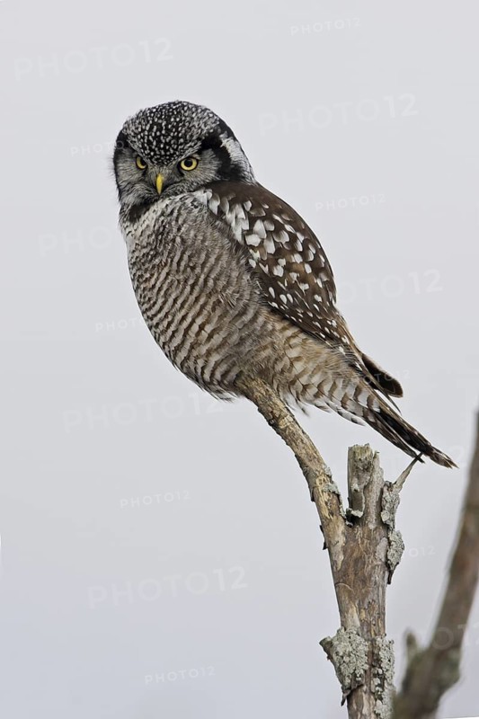 Northern Hawk-Owl (Surnia ulula), Ontario, Canada