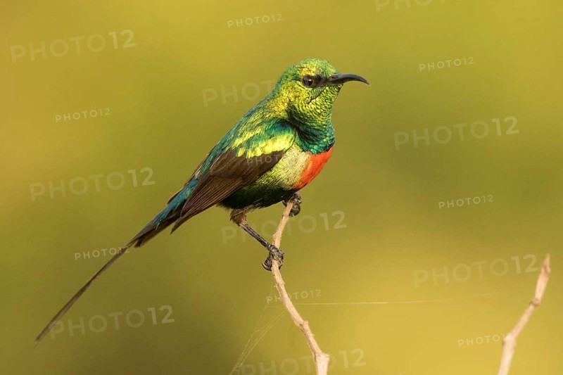 Beautiful Sunbird (Cinnyris pulchellus) male, Gambia