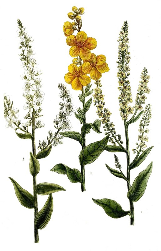Botany, plants, a. verbascum latifolium, b. verbascum annuum, c. verbascom viridibus