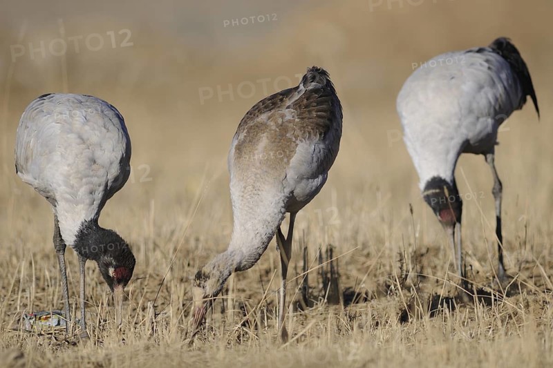 Black-necked Crane (Grus nigricollis) juvenile, Tibet, China