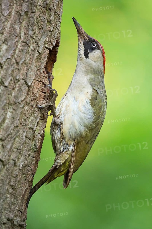 European Green Woodpecker (Picus viridis) female at breeding cavity, Rhineland-Palatinate, Germany