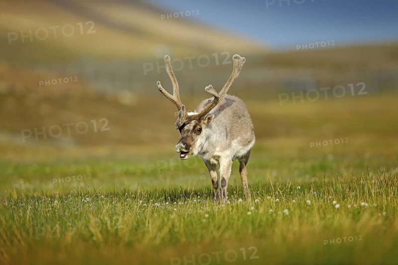 Wild animal from Norway. Reindeer, Rangifer tarandus, with massive antlers in the green grass and blue sky, Svalbard, Norway. Wildlife scene from north of Europe