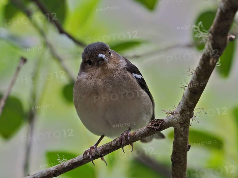 La Palma chaffinch (Fringilla coelebs palmae)