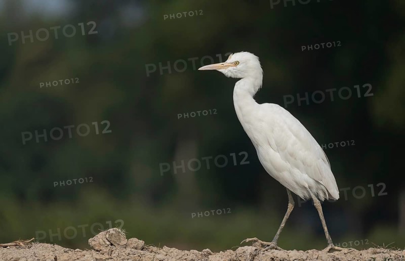 A Elegant Little Egret (Egretta garzetta), Sreepur, Gazipur, Bangladesh