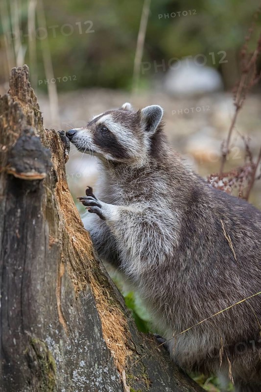 One Raccoon, procyon lotor, looking for food on a rotten tree stump