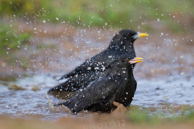 Spotless Starling - Einfarbstar - Sturnus unicolor, Morocco, adult