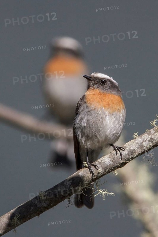 Rufous-breasted Chat-Tyrant (Ochthoeca rufipectoralis) perched on a branch in Manu National Park, Peru