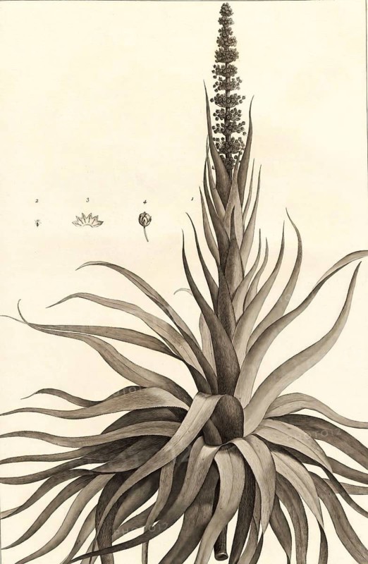Dracophyllum verticillatum is a species of shrub or small tree endemic to New Caledonia. It was first described in 1800 by Jacques Labillardière, Historical, digitally restored reproduction from a 19th century original, Record date not stated