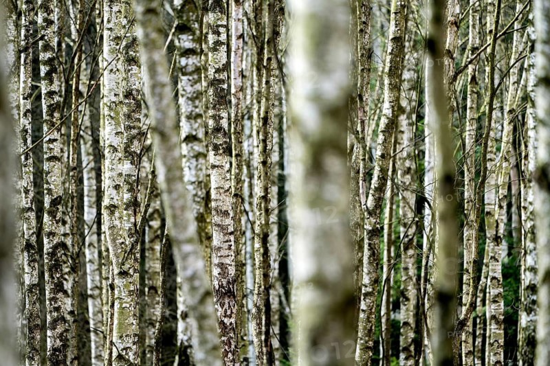 Birch forest as a natural burial grave site, Hofgeismar, Weser Uplands, Weserbergland, Hesse, Germany