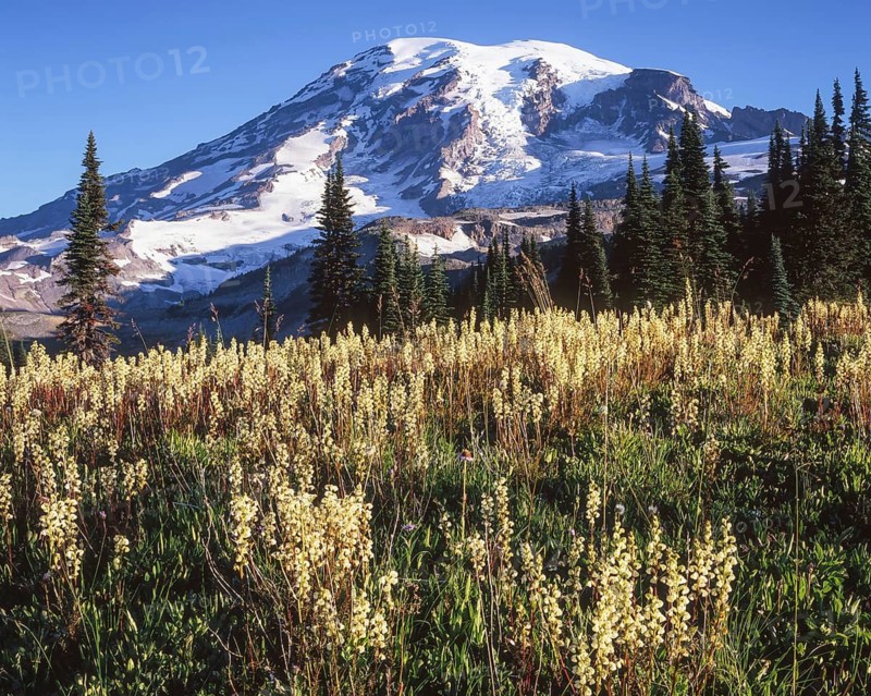 Lush fields of blooming lousewort set against the snowy backdrop of Mount Rainier in the soft light of early morning at Mount Rainier National Park, Washington