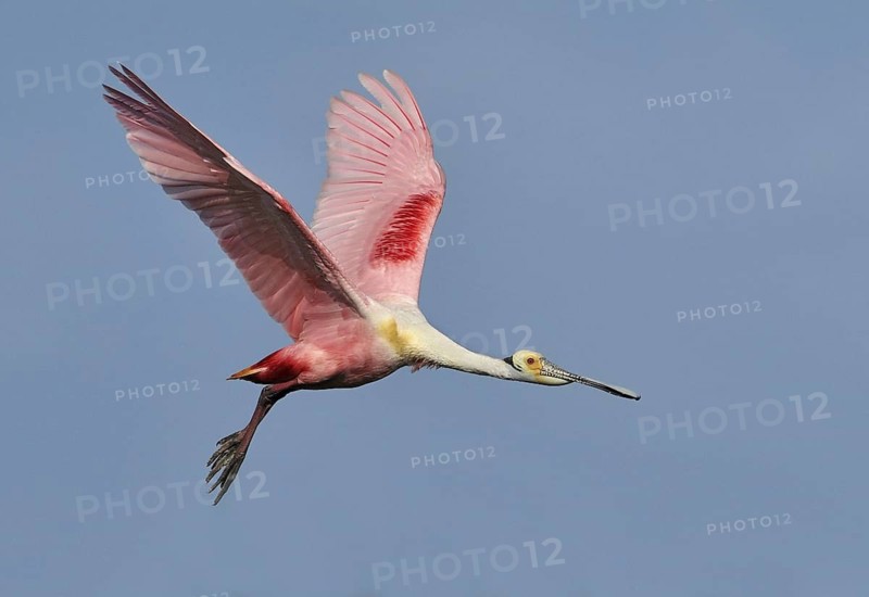 Roseate Spoonbill (Platalea ajaja), Texas, USA