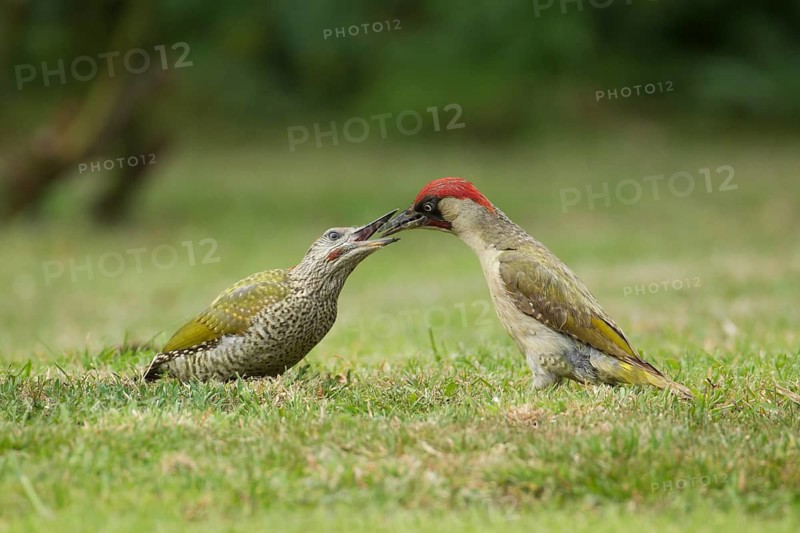 Green woodpecker (Picus viridis) adult bird feeding a juvenile young bird two birds on a garden grass lawn, Norfolk, England, United Kingdom