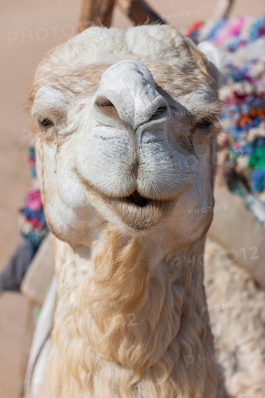 Dromedary (Camelus dromedarius), Arabian camel in head portrait, head, animal, farm animal, detail, funny, gag, humour, looks, fun, facial expression, laugh, laughing, beast of burden, Orient, oriental, riding, camel riding, Morocco