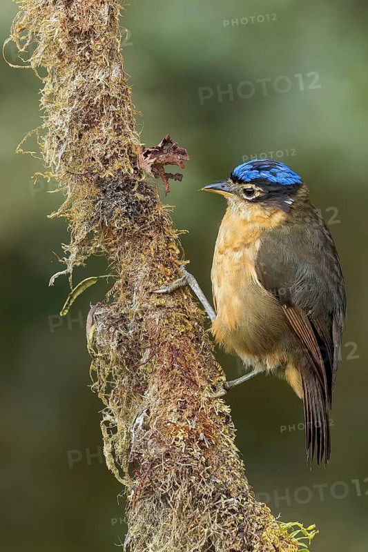 Blue-capped Ifrit (Ifrita kowaldi) perched on a branch in Papua New Guinea