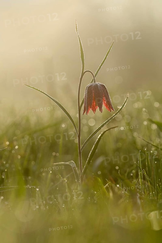 Kievitsbloemen tegenlicht, Snake's Head Fritillary morning light