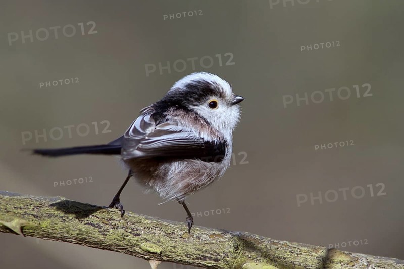 Long-tailed Tit (Aegithalos caudatus europaeus) perched on a branch, Mecklenburg-Western Pomerania, Germany