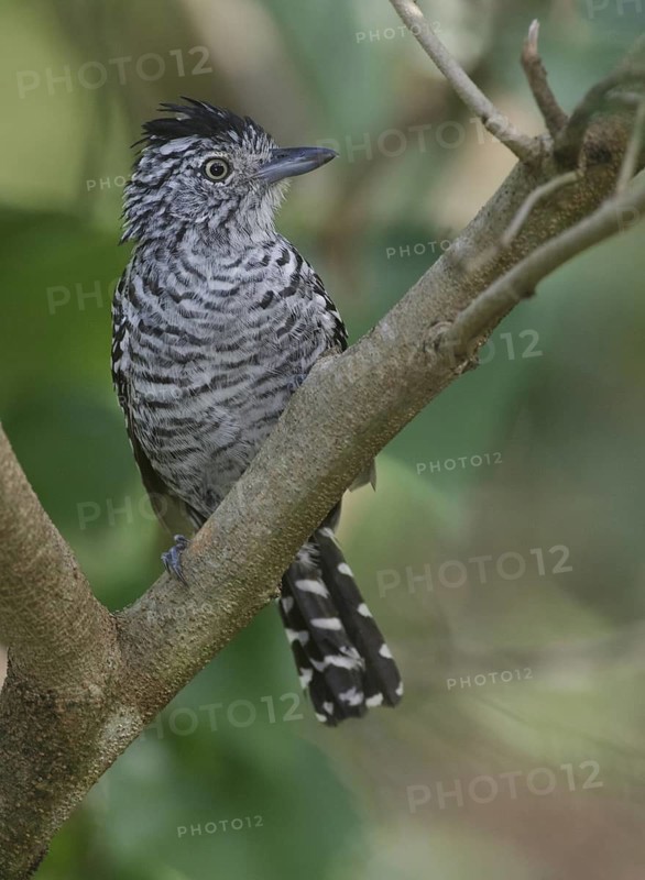 Barred Antshrike (Thamnophilus doliatus) male, Trinidad and Tobago