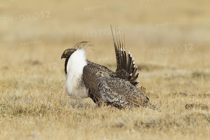 Sage Grouse (Centrocercus urophasianus) mating, California, USA