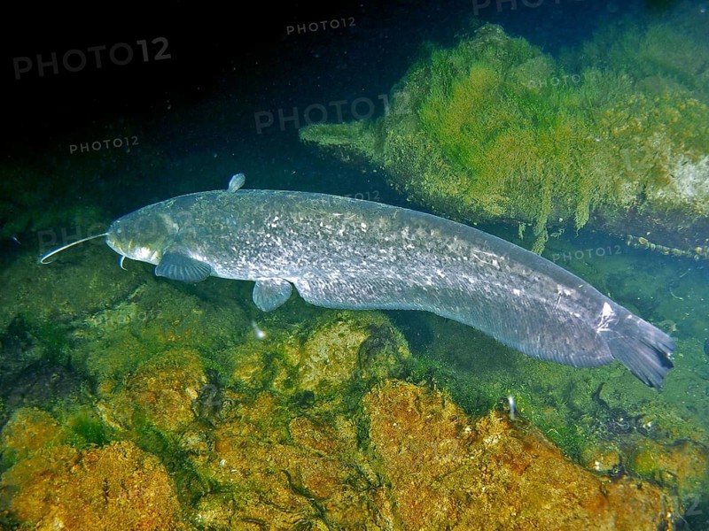 Wels catfish (Silurus glanis)