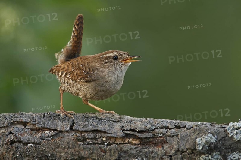 Eurasian Wren (Troglodytes troglodytes) singing, Rhineland-Palatinate, Germany