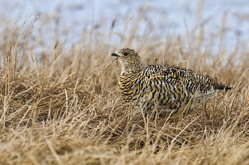 Rock Ptarmigan (Lagopus muta) female, Alaska, USA