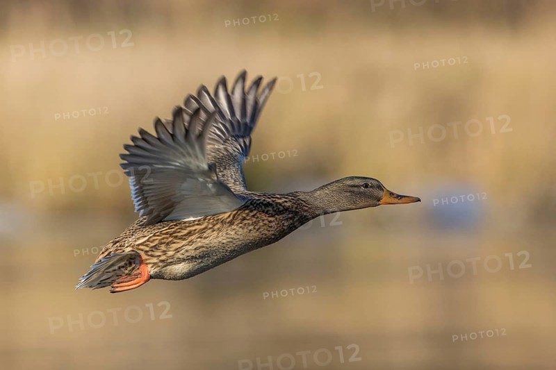 Mallard (Anas platyrhynchos) female flying, Tribalj, Croatia