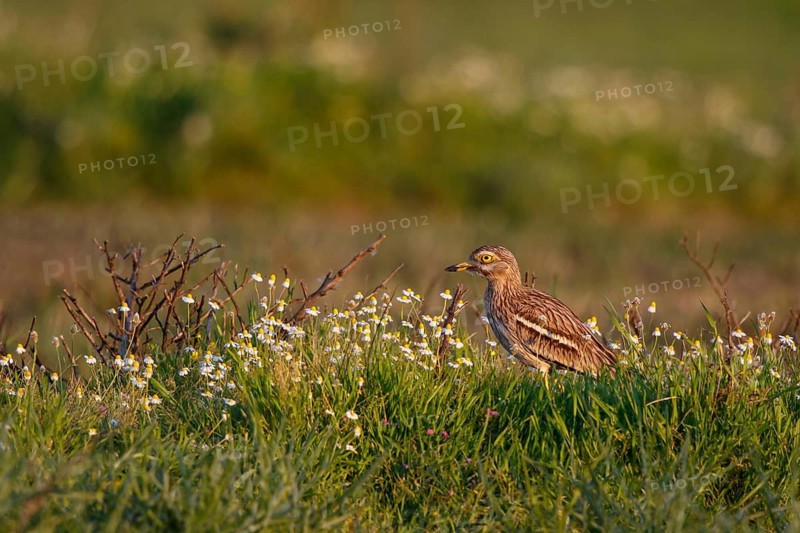Eurasian Stone-curlew (Burhinus oedicnemus) perched on the ground, Lesvos, Greece