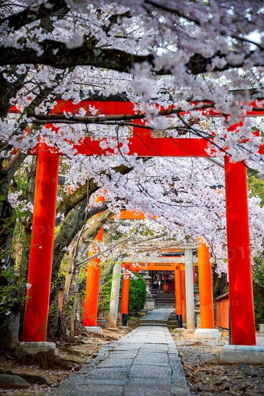Blooming cherry trees, red torii gates at Takenaka-Inari-Jinja Shrine, Kyoto, Japan