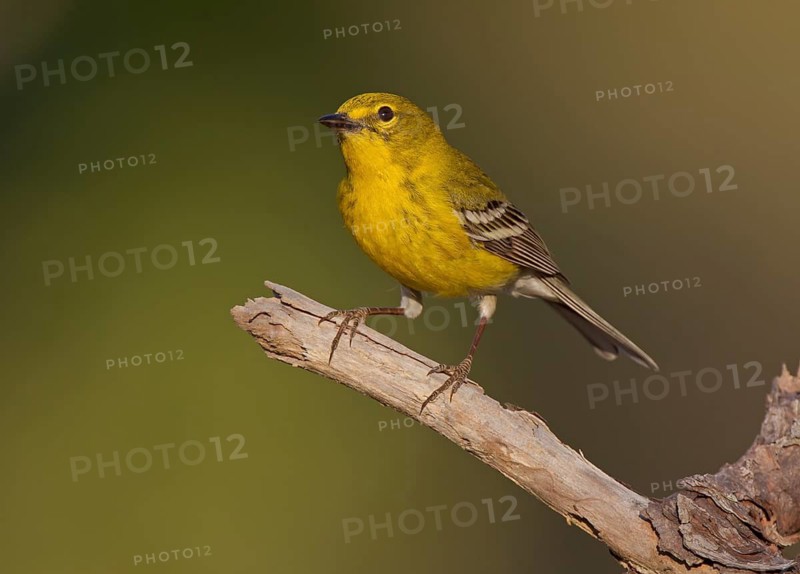 Pine Warbler (Setophaga pinus) male, Florida, USA