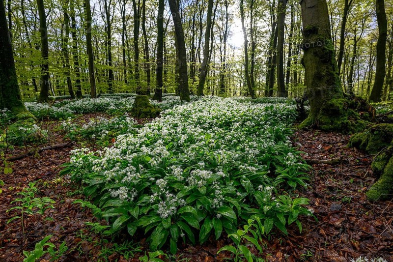 Wild garlic blossom (Allium ursinum) on the forest floor in a beech forest (Fagus sylvatica) in the Teutoburg Forest under soft light, Ahornweg, Terra Vita nature park Park, Teutoburg Forest, Lower Saxony, Germany