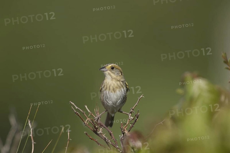 Nelson's Sparrow (Ammodramus nelsoni), Maine, USA